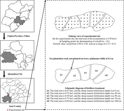 Reasonable deep application of sheep manure fertilizer to alleviate soil acidification to improve tea yield and quality